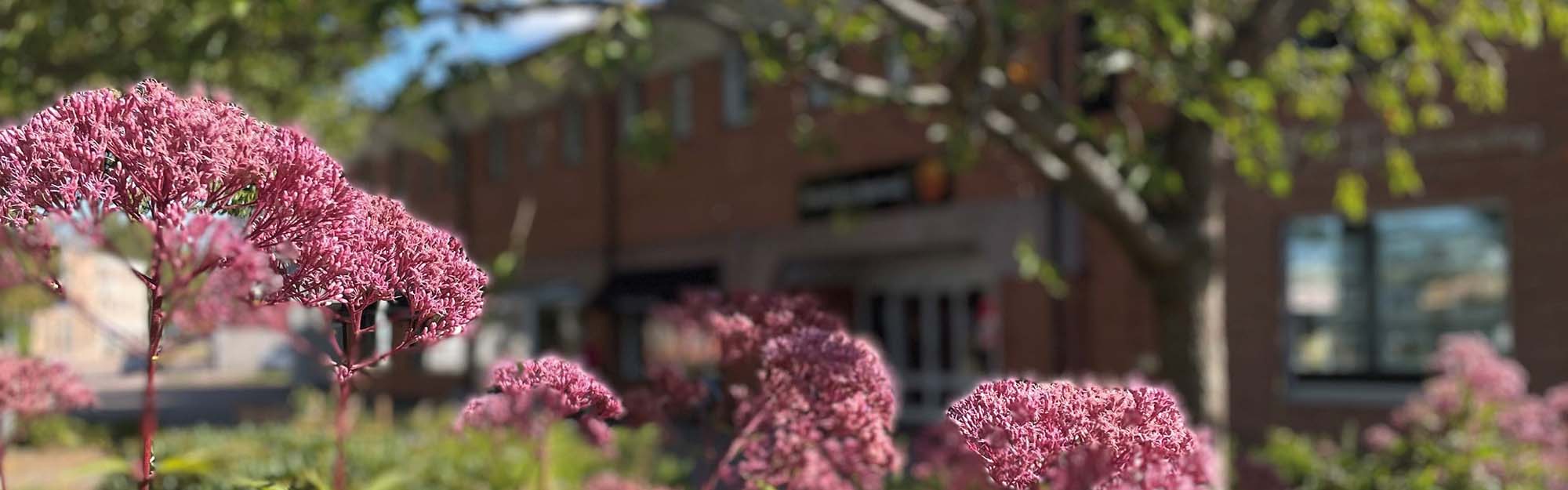 Fryksdalens Sparbank entré från Storgatan med blommor i förgrunden. 