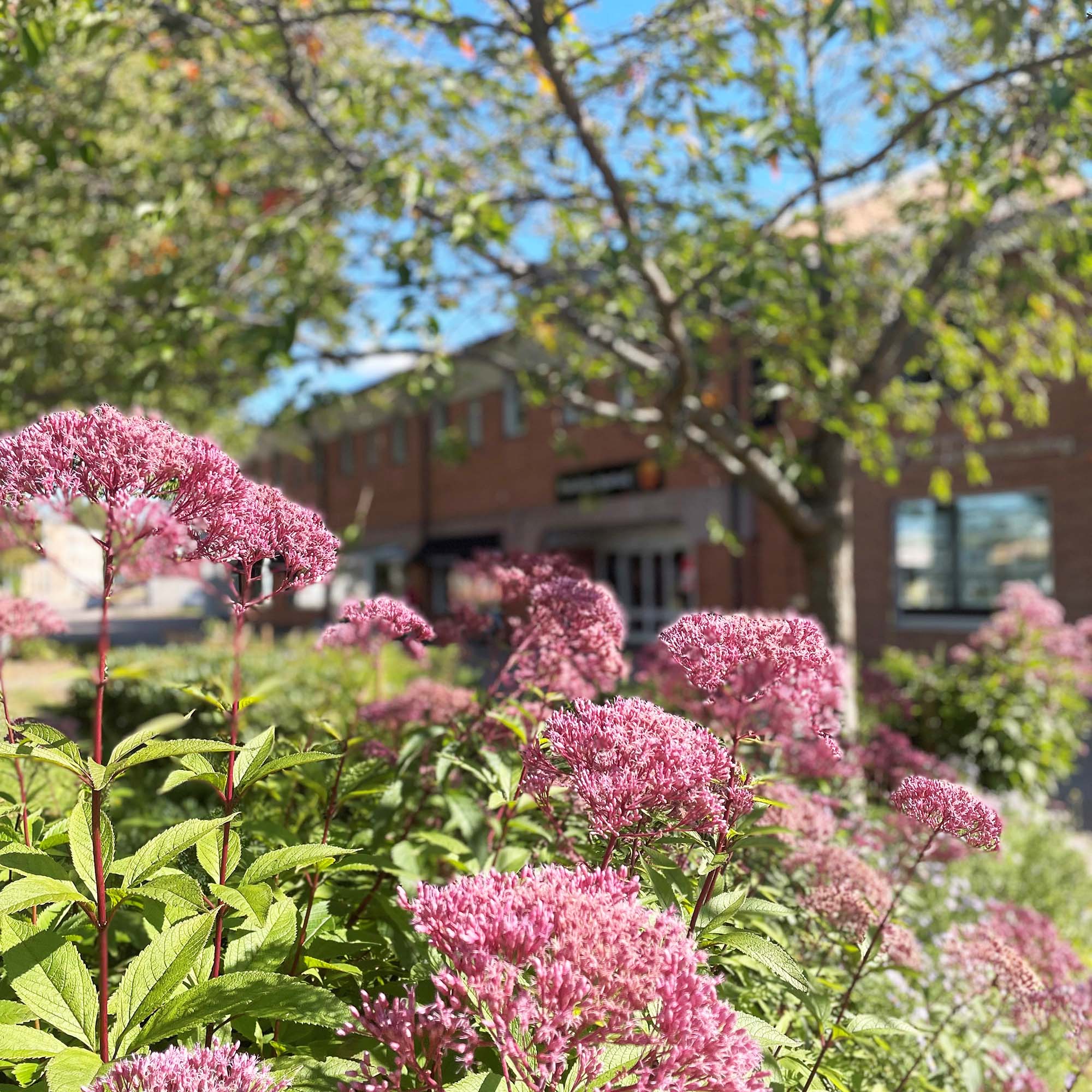 Fryksdalens Sparbank entré från Storgatan med blommor i förgrunden. 