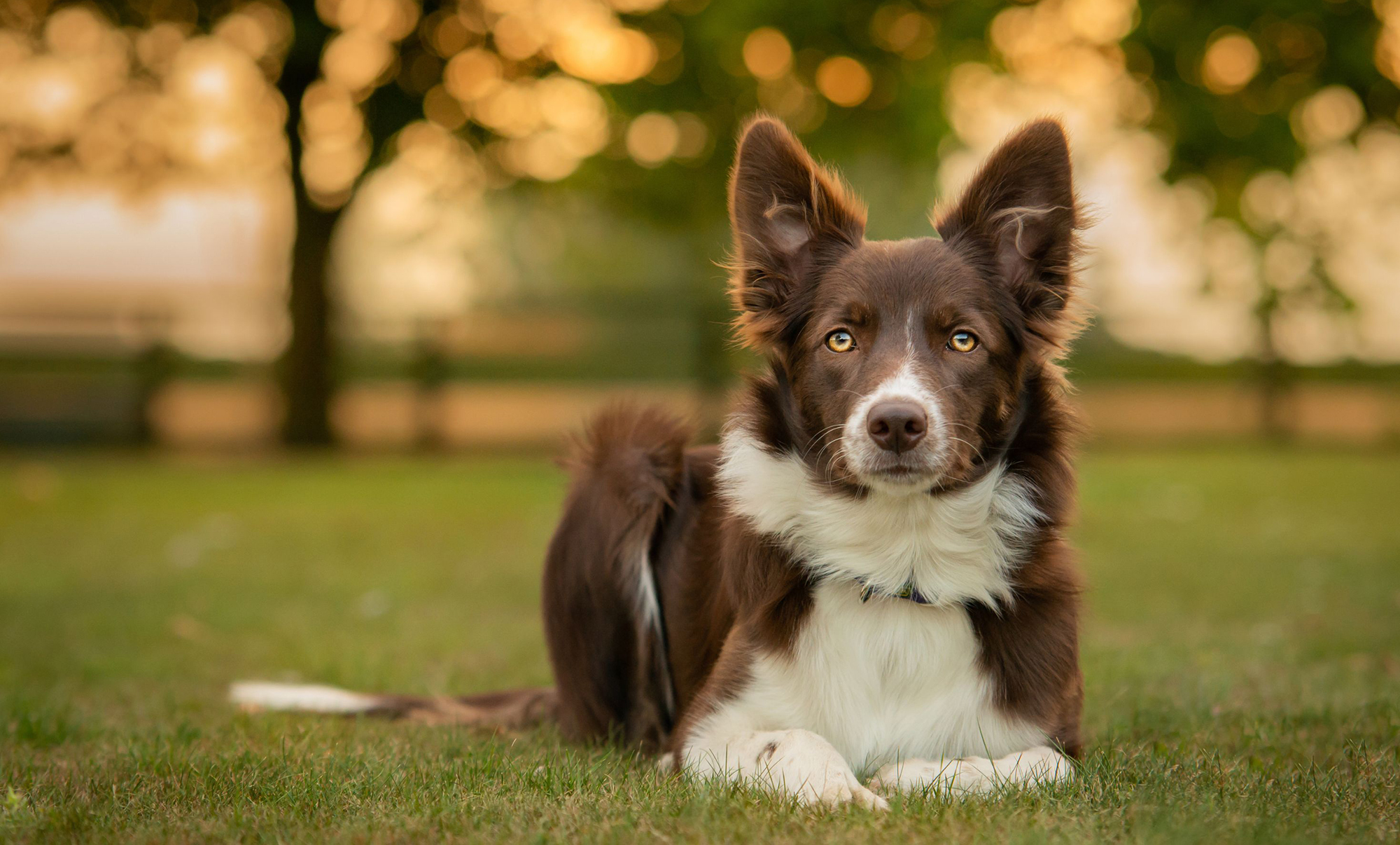 En brun- och vit border collie på en gräsmatta